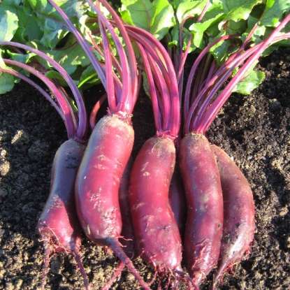 Picture of Beetroot Alto F1